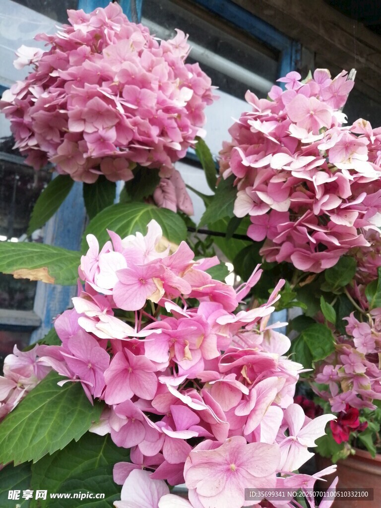 娇艳粉色绣球花绽放