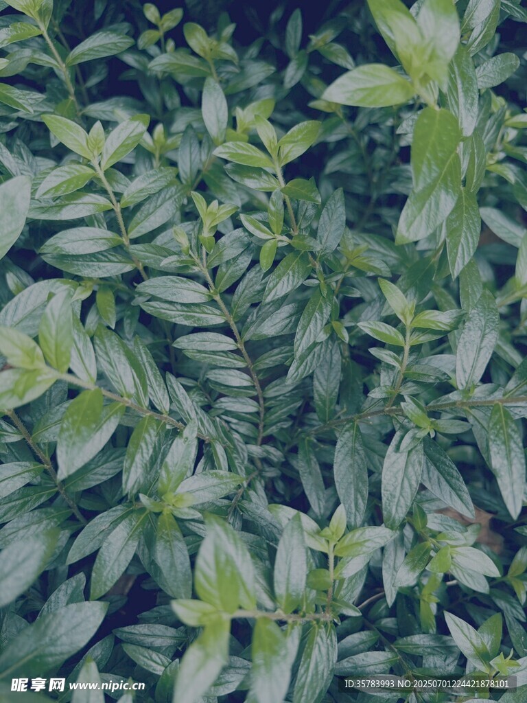 翠绿繁茂的叶片植物