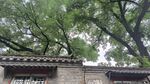 胡同