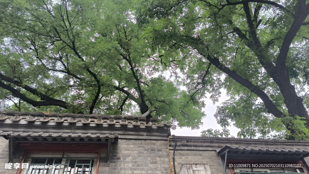 胡同
