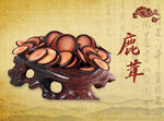 精美鹿茸摆件