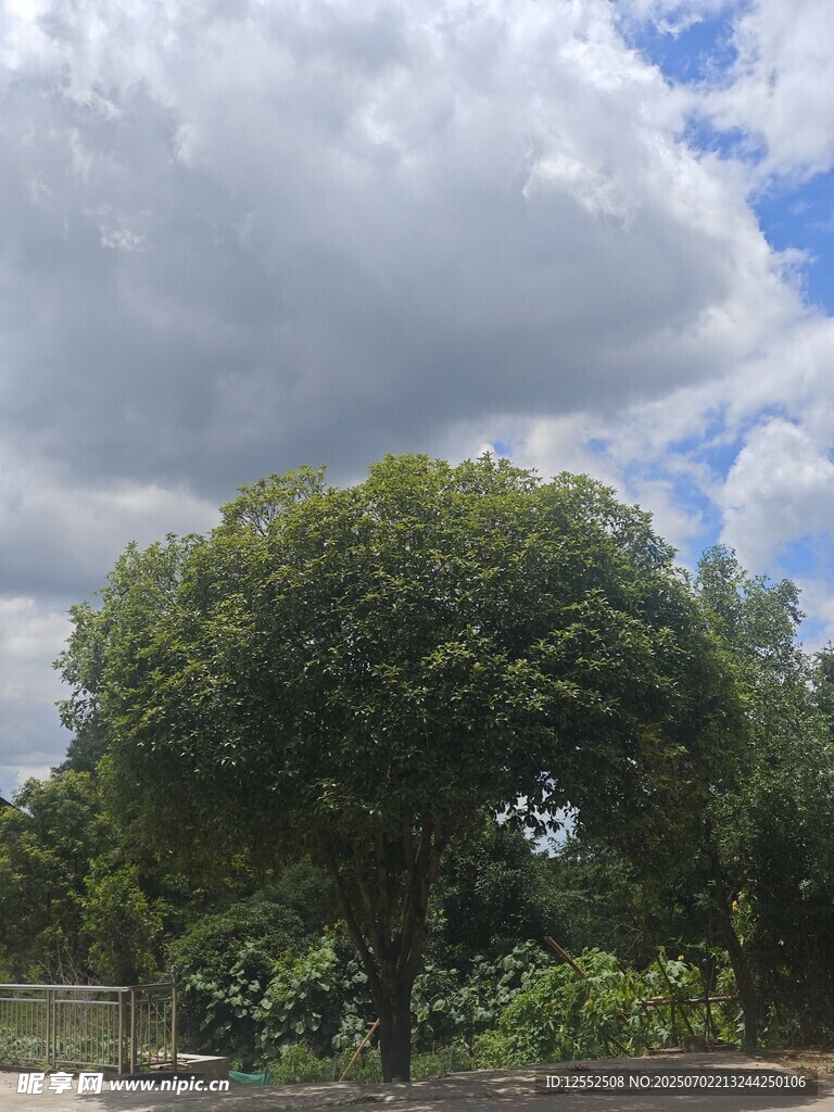蓝天白云下的葱郁大树