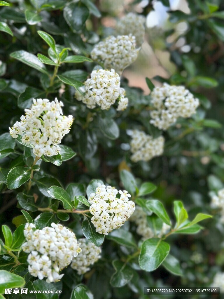 白色绣球花绽放绿叶间