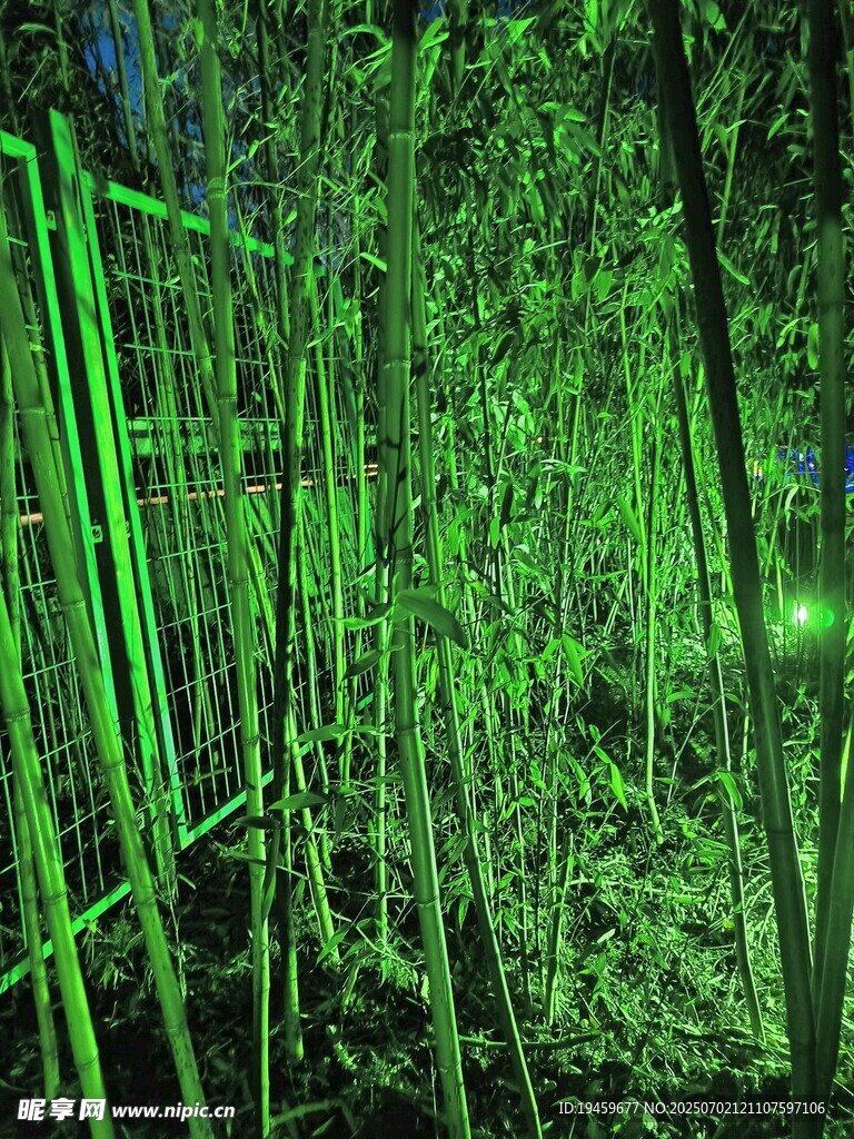 梦幻绿光竹林景观
