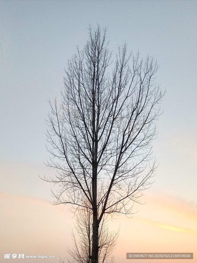夕阳下的孤树