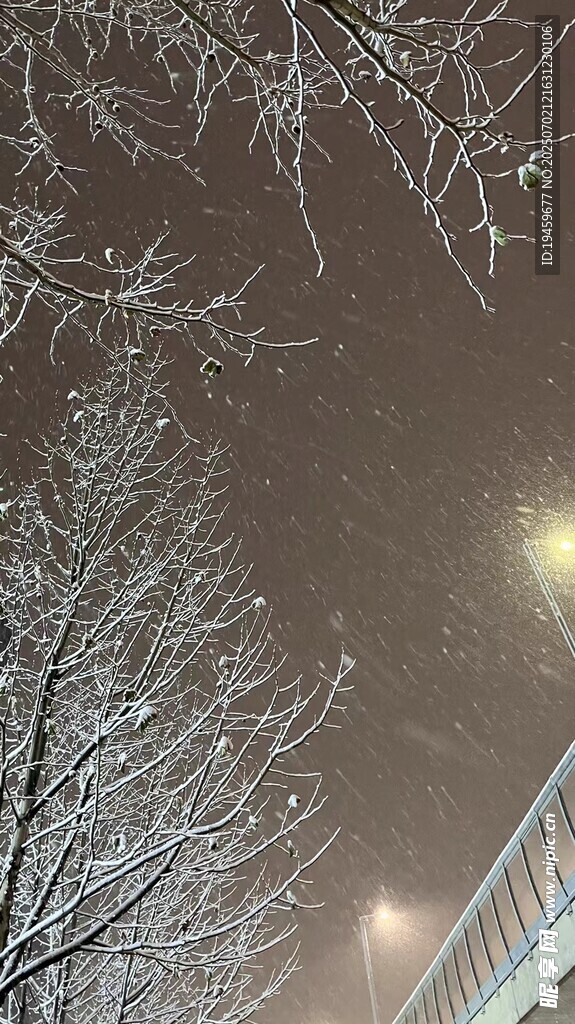 冬夜雪景中的树木与桥梁