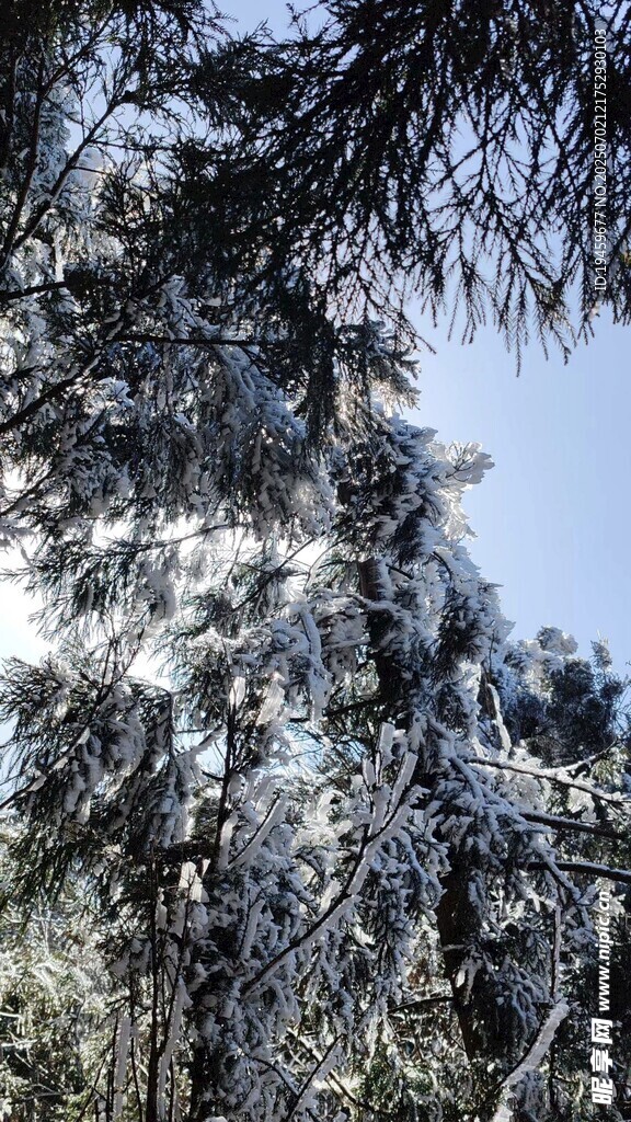 雪覆松枝