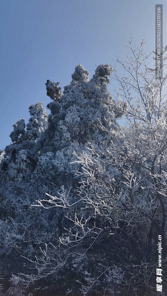 雪覆树木