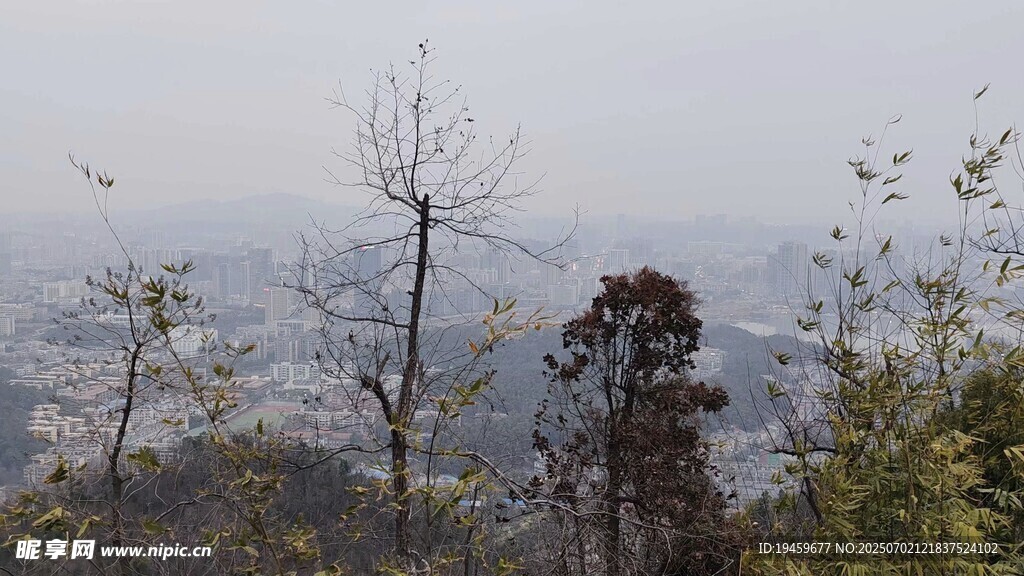 山间枯树与远处城市景观