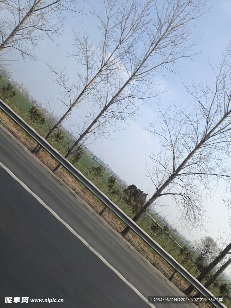 公路旁光秃树木风景