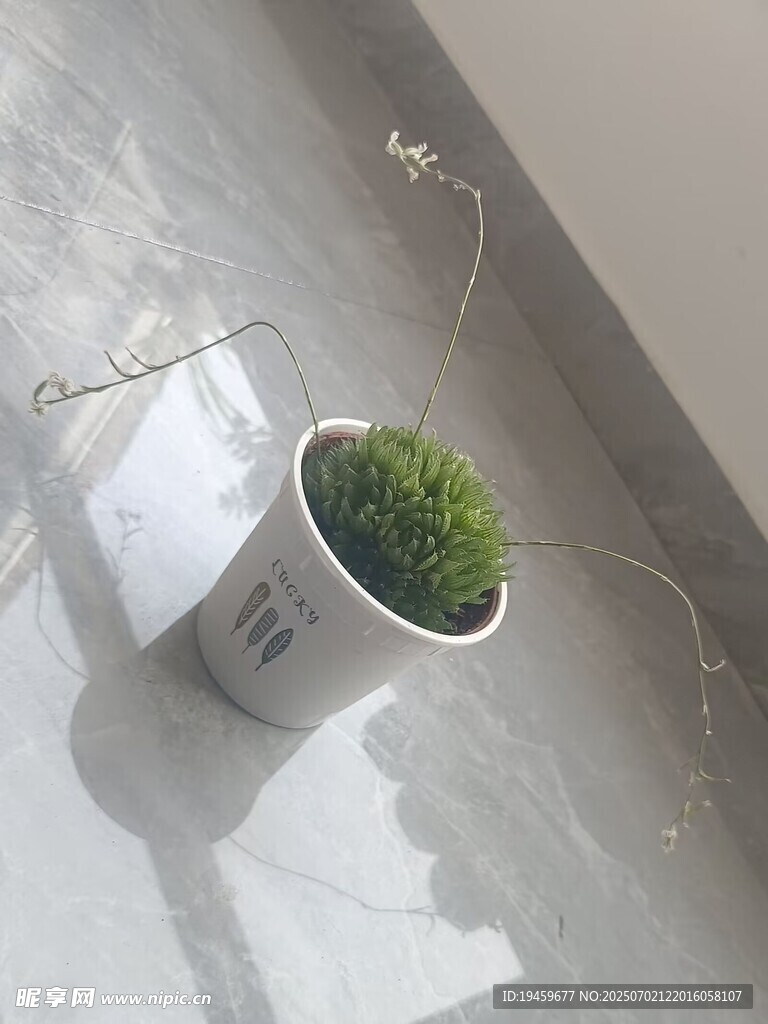 白色花盆中的翠绿小植物