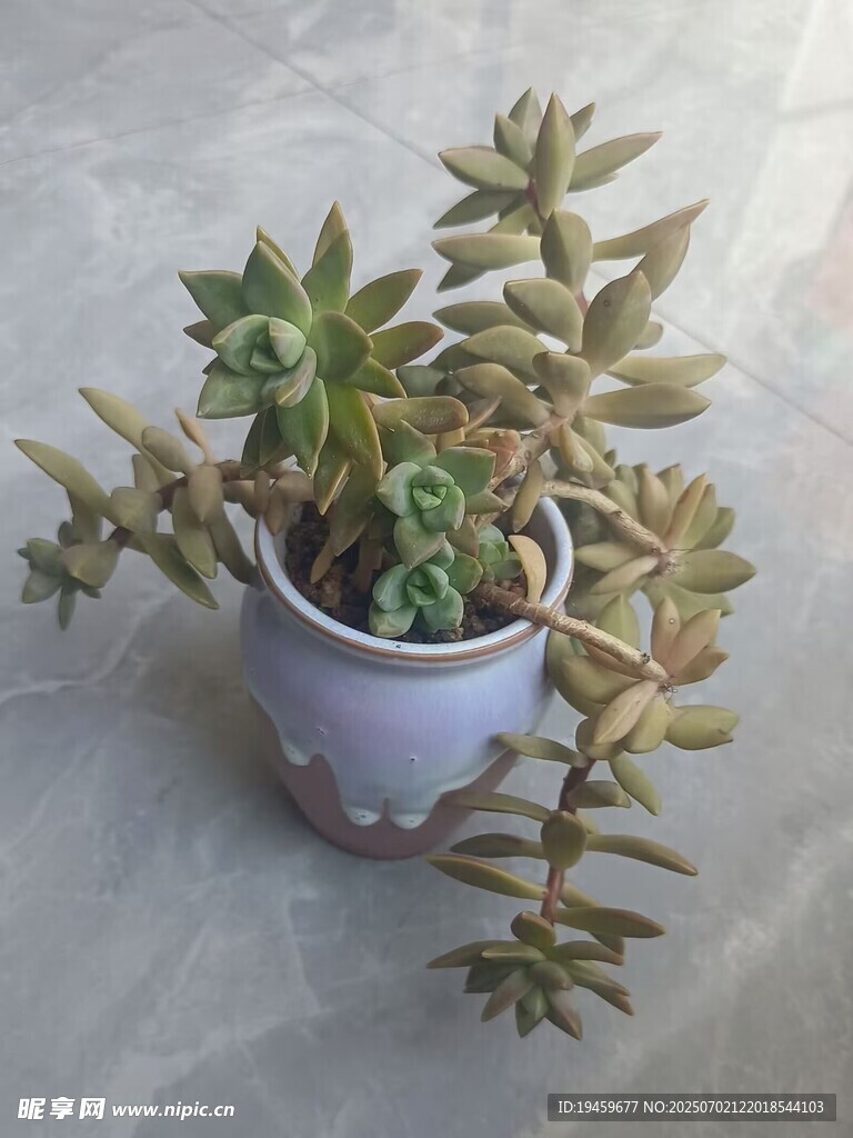 精致盆栽多肉植物展示