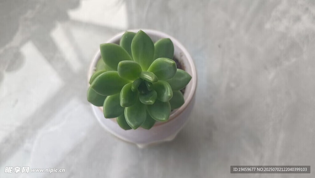 白色花盆中的翠绿多肉