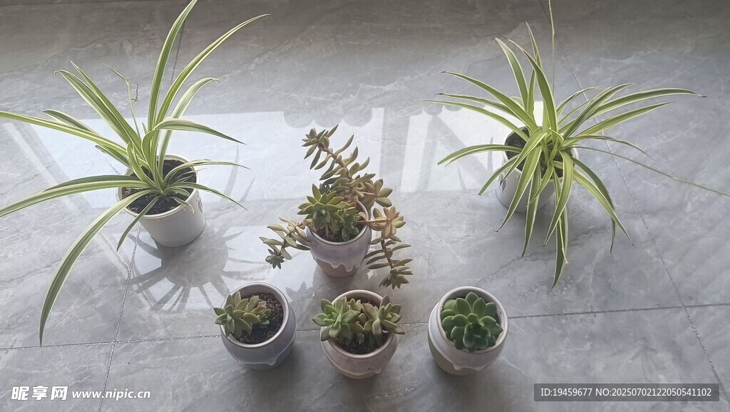 多样盆栽植物组合展示