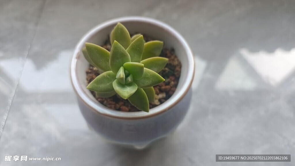 陶瓷盆中的可爱小多肉
