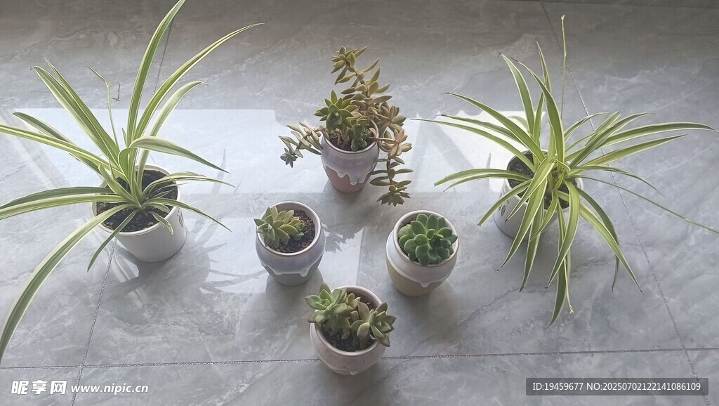 室内多肉植物组合摆放
