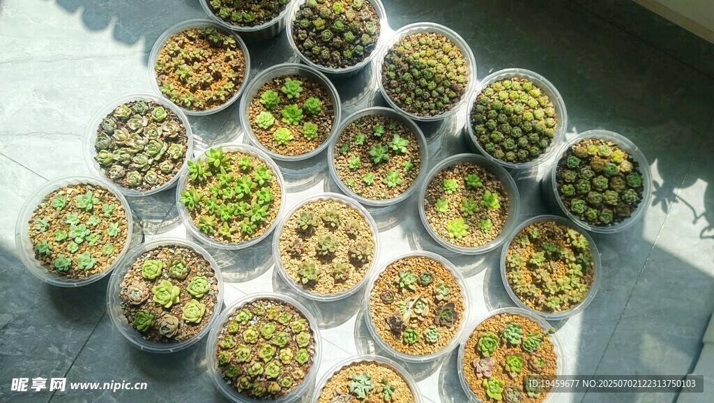 多样盆栽植物整齐摆放