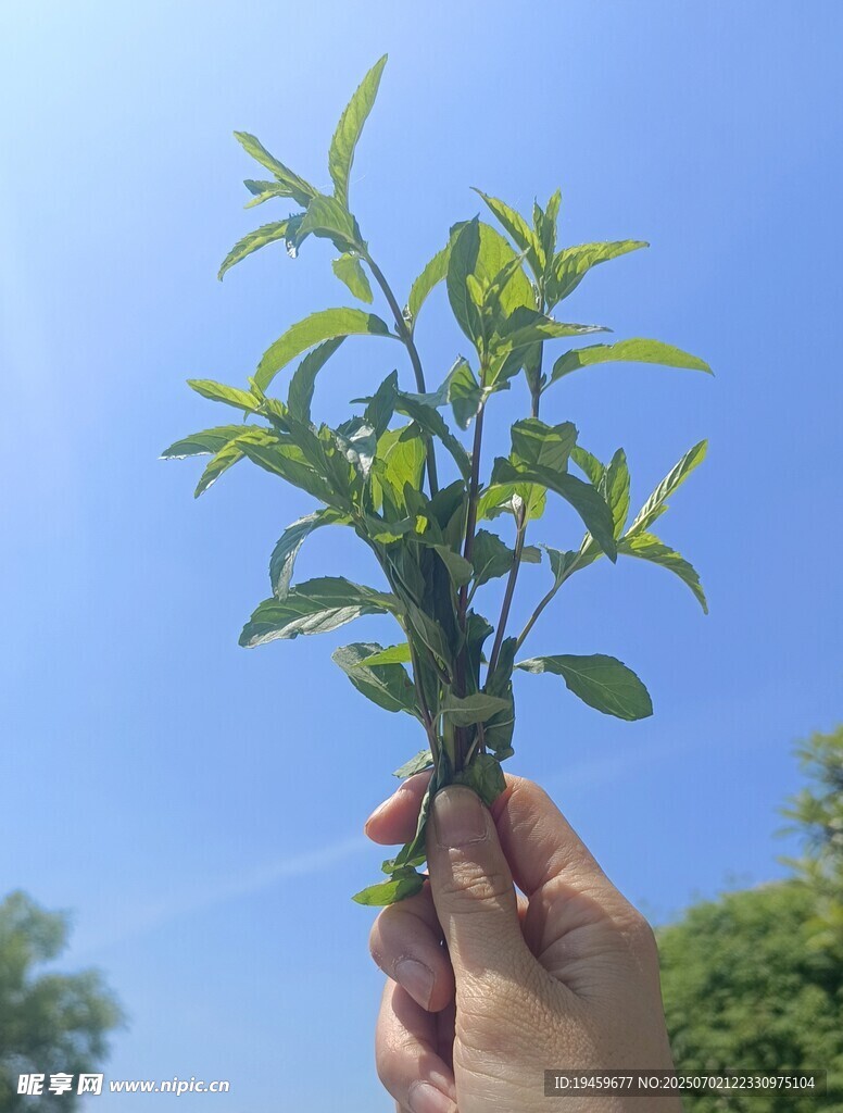 手捧嫩绿植物