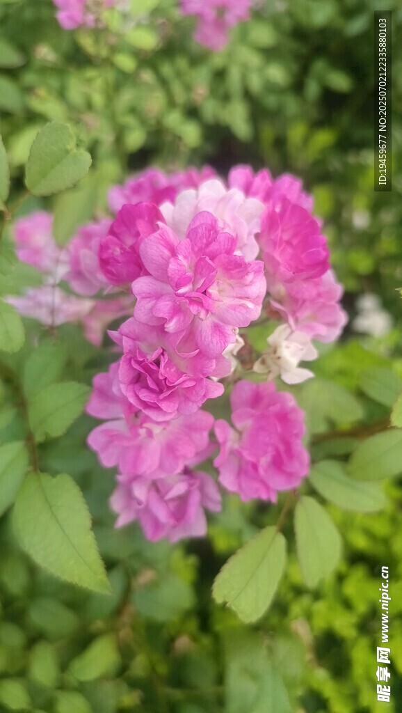 娇艳粉色蔷薇花绽放