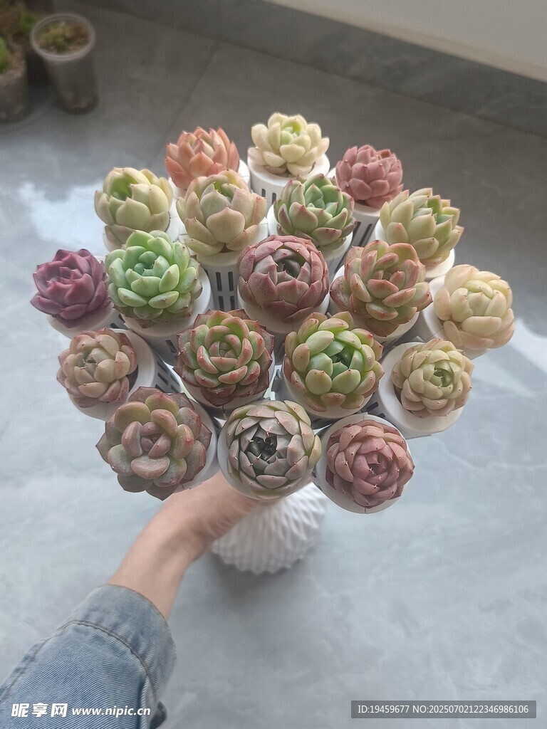 手捧多彩多肉植物组合