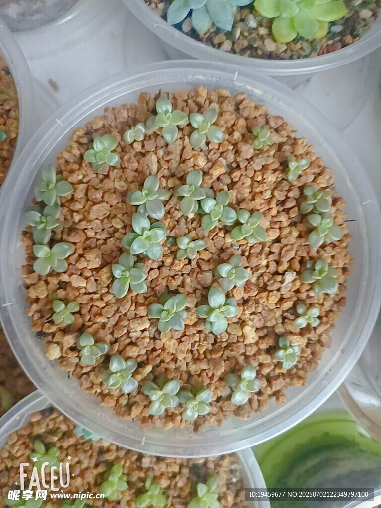 多肉幼苗培育盆中景象