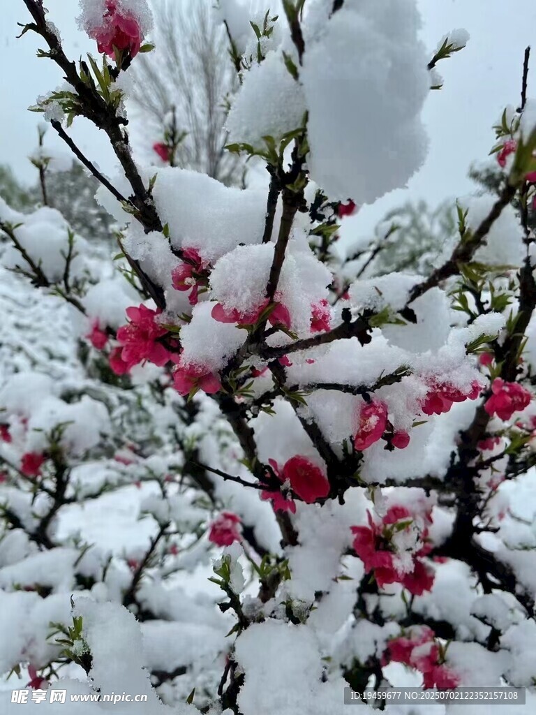 雪覆桃花美如画