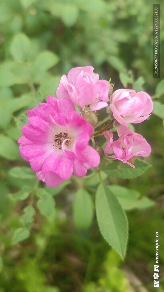 娇艳粉色蔷薇花绽放