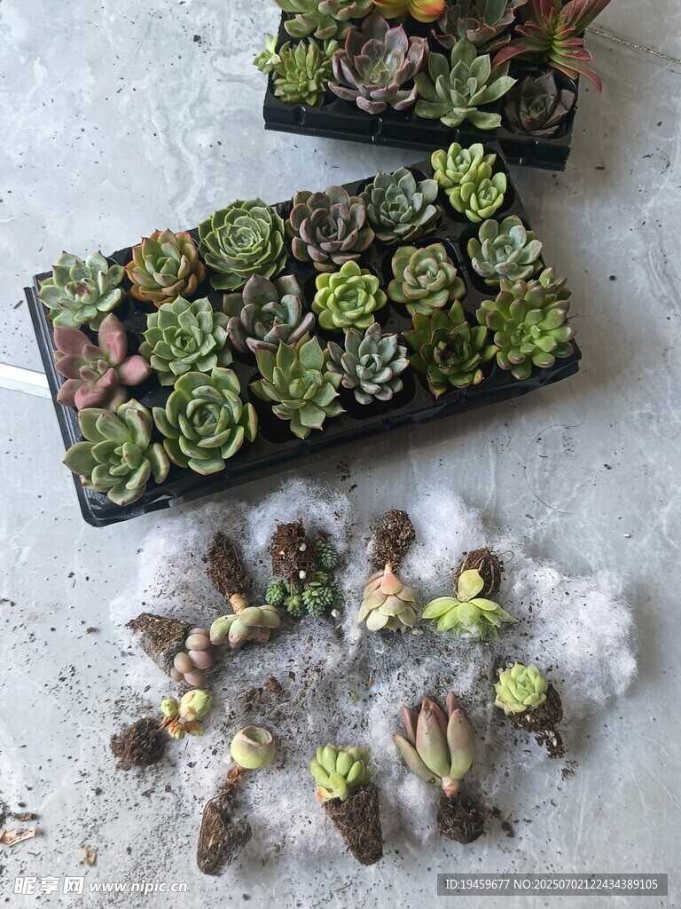 多肉植物组合与摆件展示