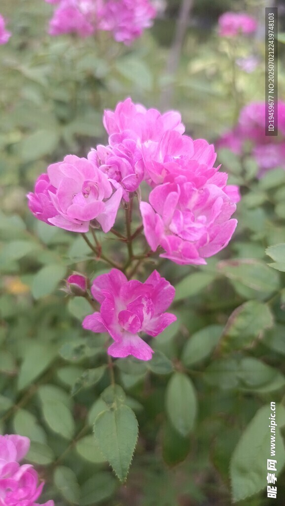 娇艳粉色月季花绽放