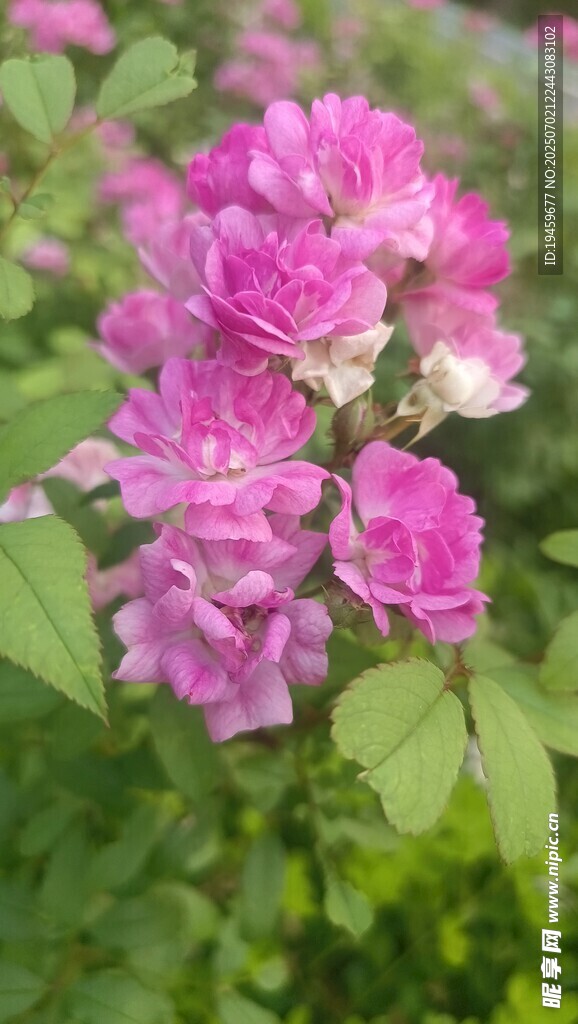 娇艳粉色月季花绽放
