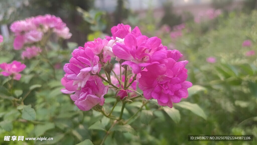 娇艳绽放的粉色月季花
