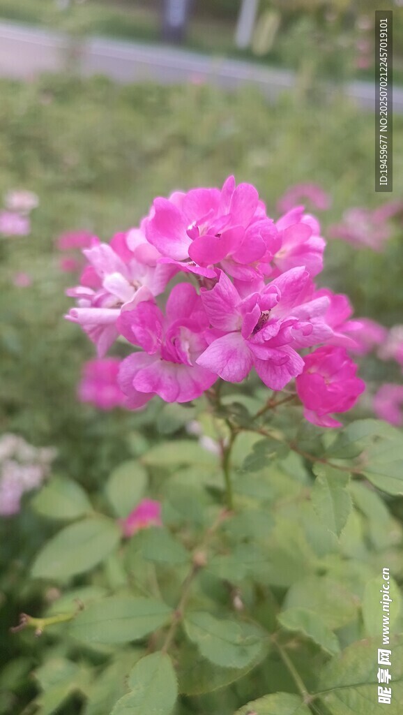 娇艳绽放的粉色月季花