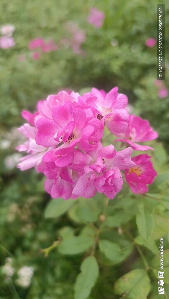 蔷薇花