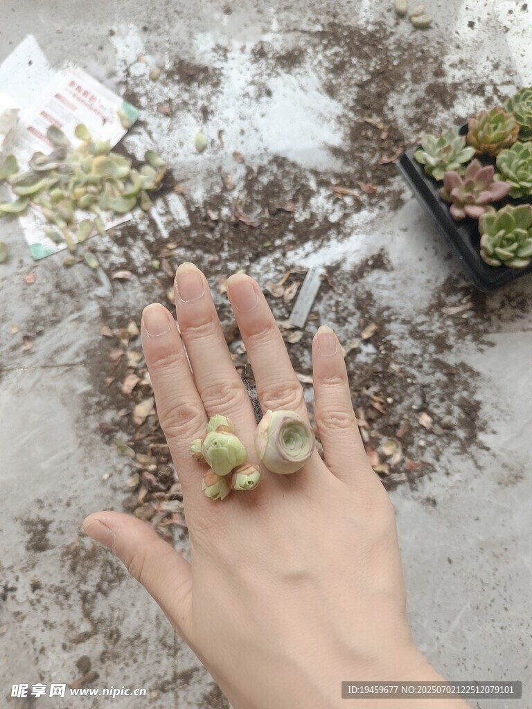 手中的多肉植物