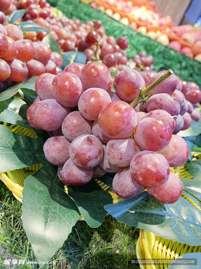 红提葡萄