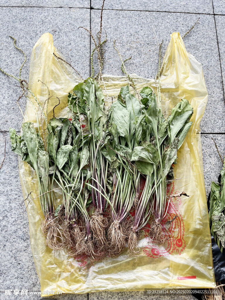 车前草