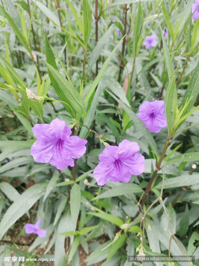 翠芒莉