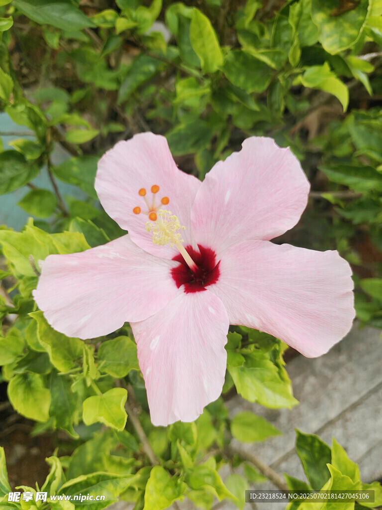粉色花朵