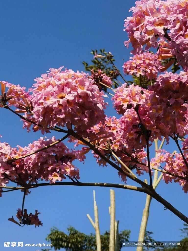 紫花风铃