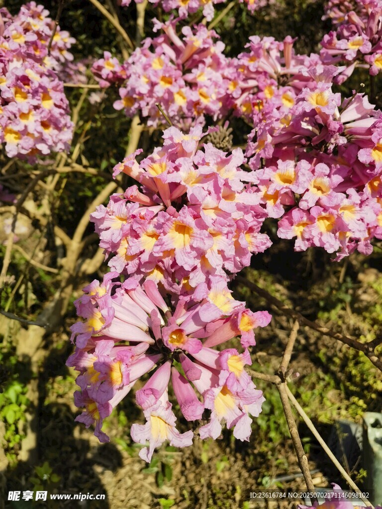 紫花风铃
