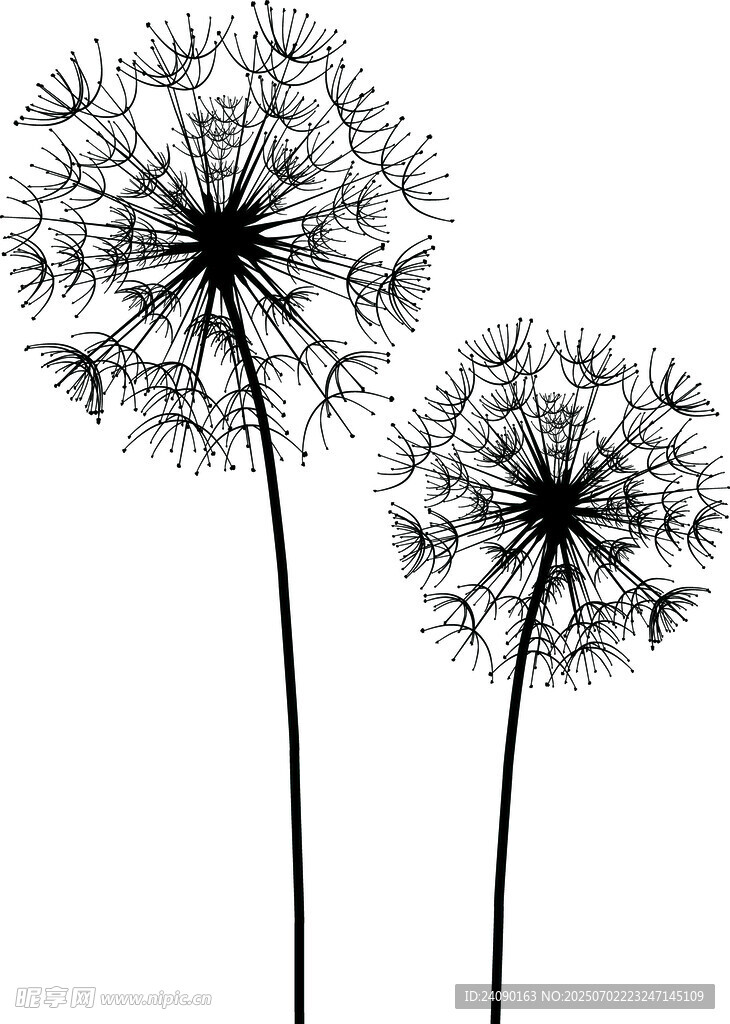 三株蒲公英黑白简约插画