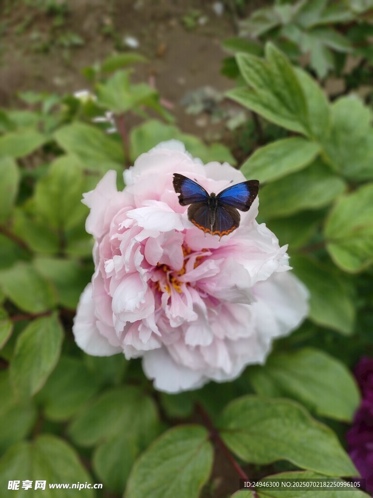 粉牡丹上的蓝色蝴蝶