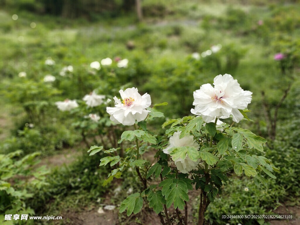 田野中的绽放白牡丹花