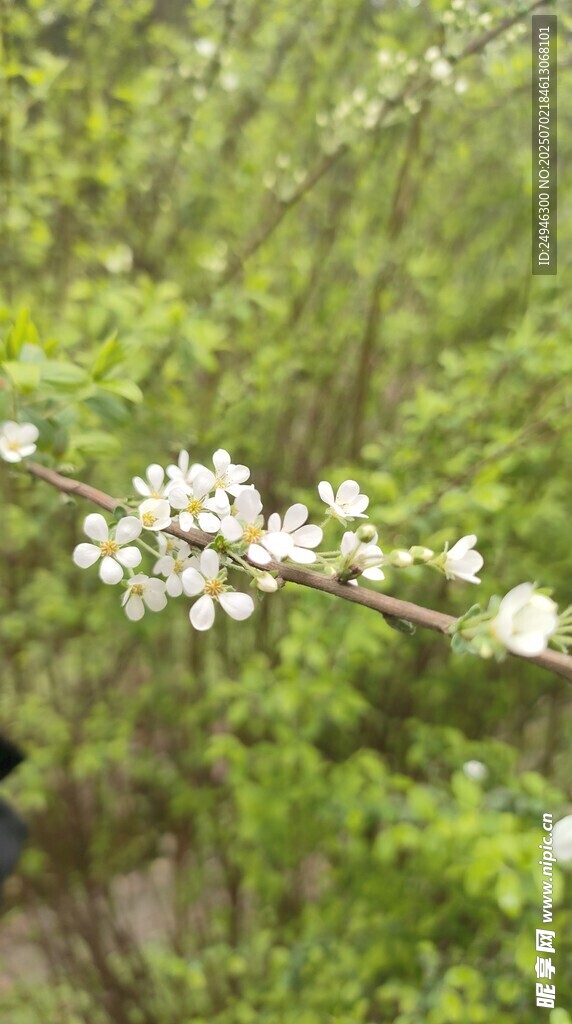 枝头绽放的白色花朵