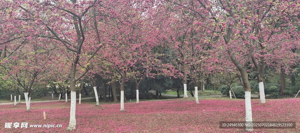 春日烂漫樱花林