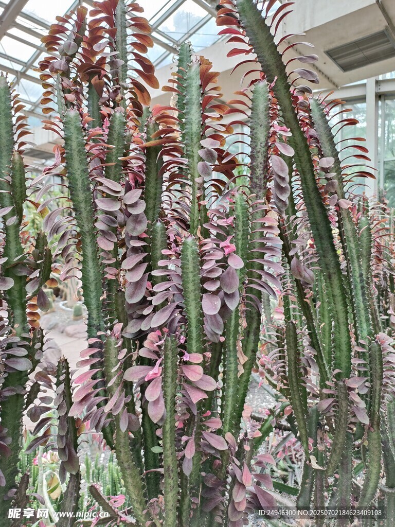垂吊绽放的仙人掌类花卉