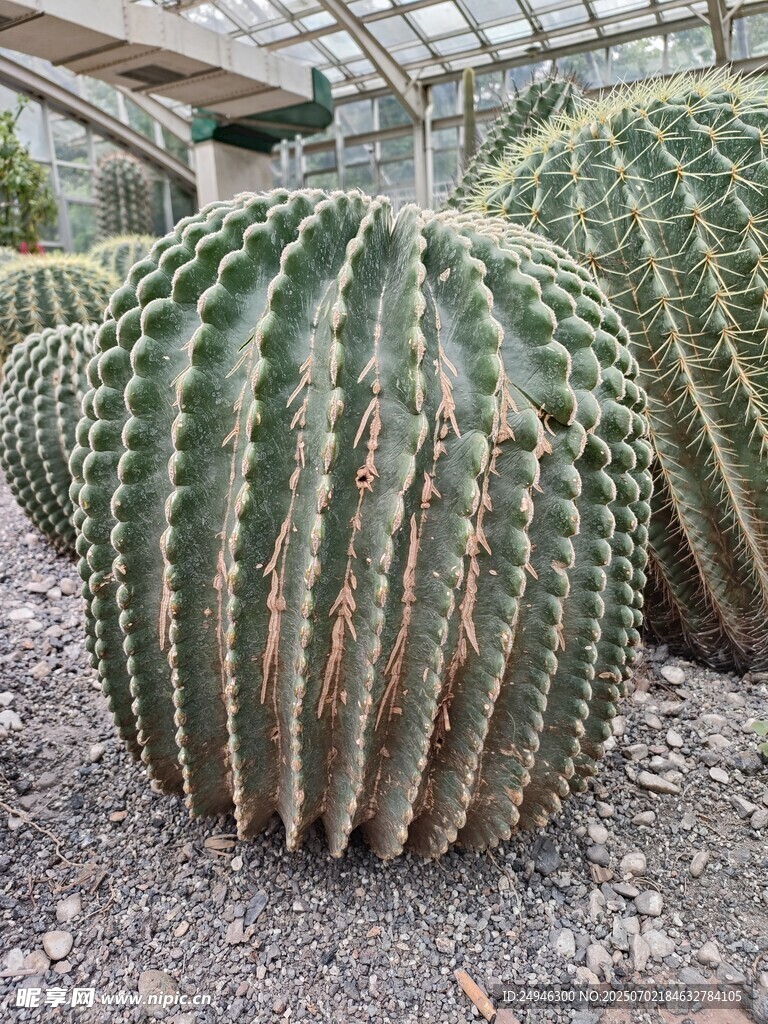 大型圆滚滚仙人掌特写