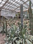 温室中的多样仙人掌植物