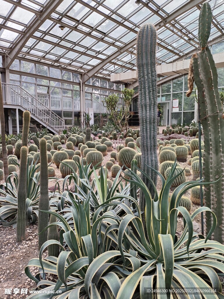 温室中的多样仙人掌植物