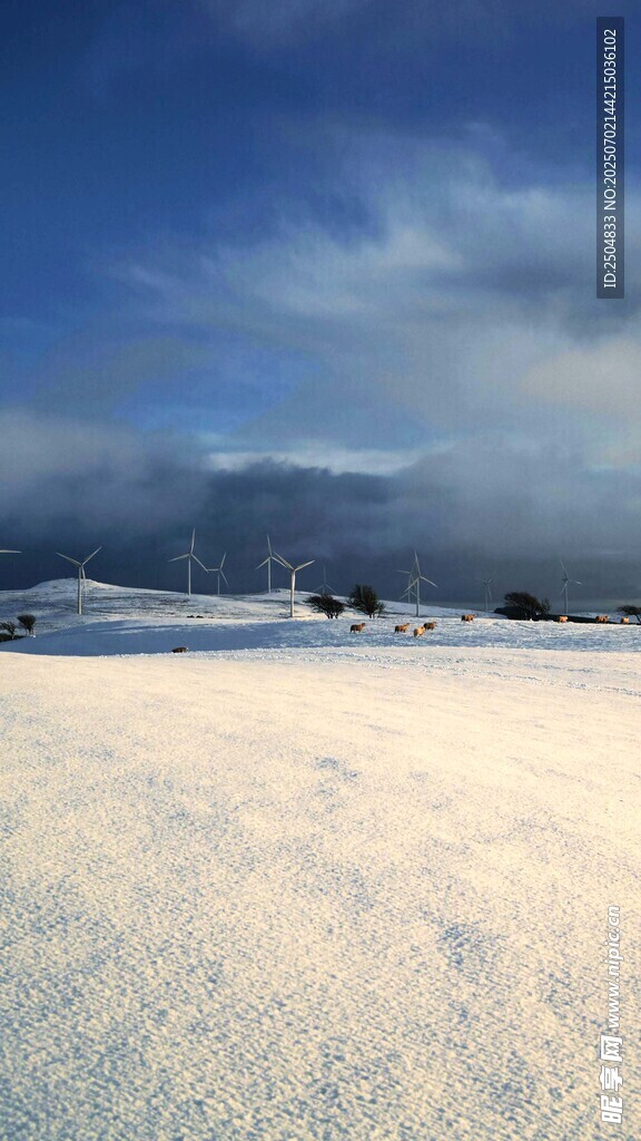 冬日雪野风光